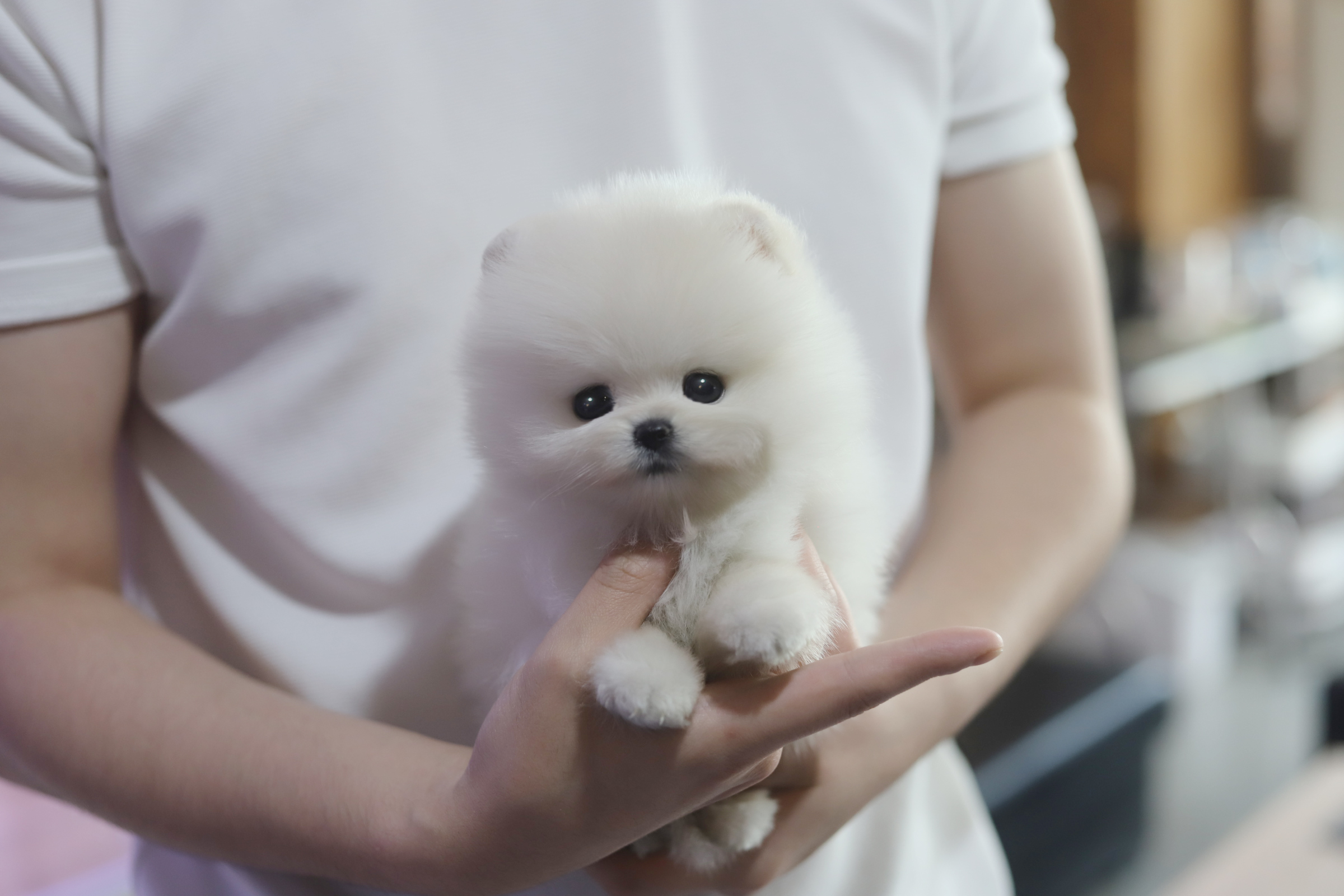 포메라니안 분양합니다