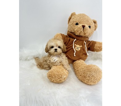 말티푸 분양합니다