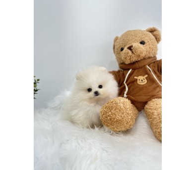 포메라니안 분양합니다