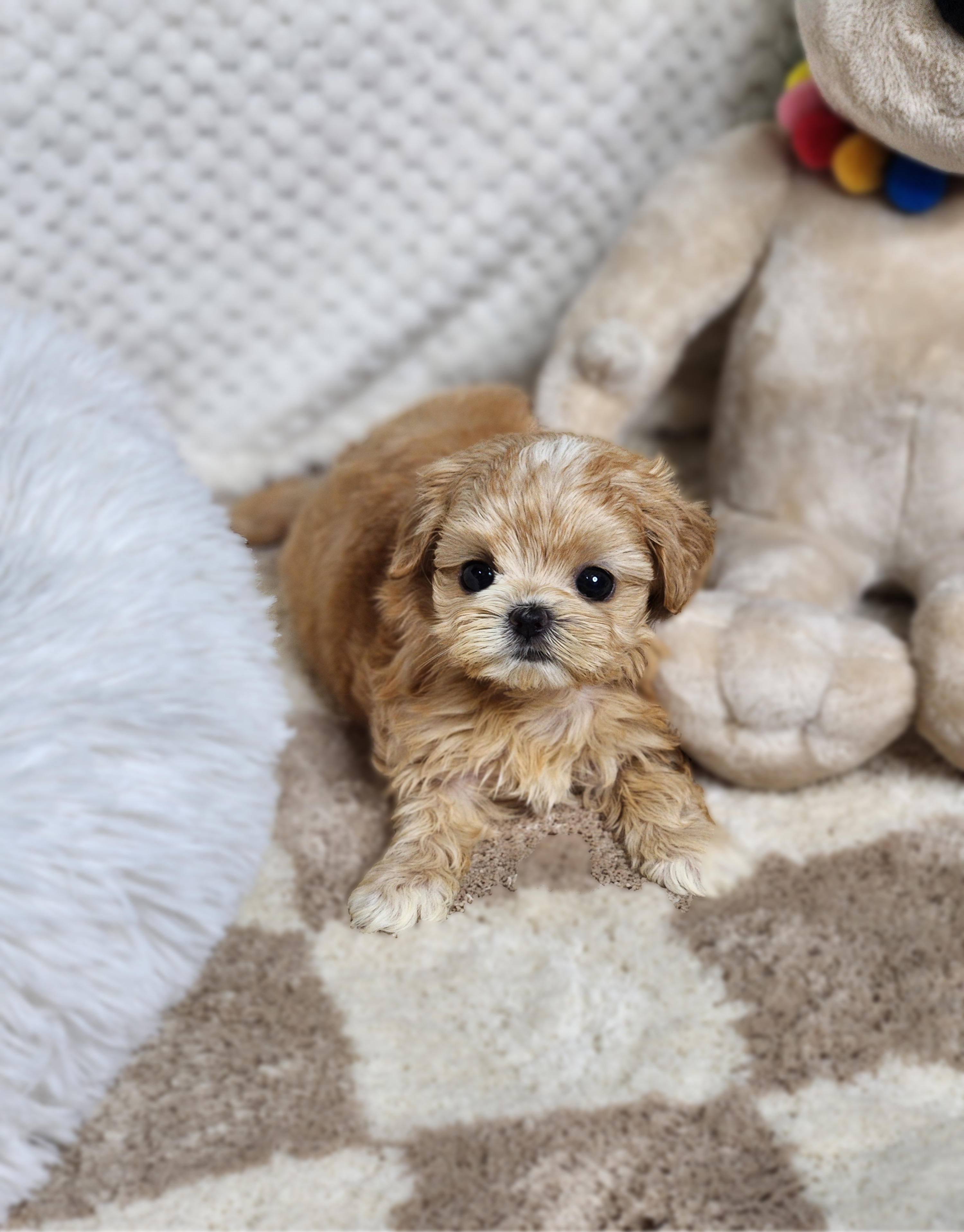 말티푸 분양합니다