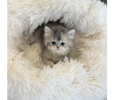 브리티시 분양합니다