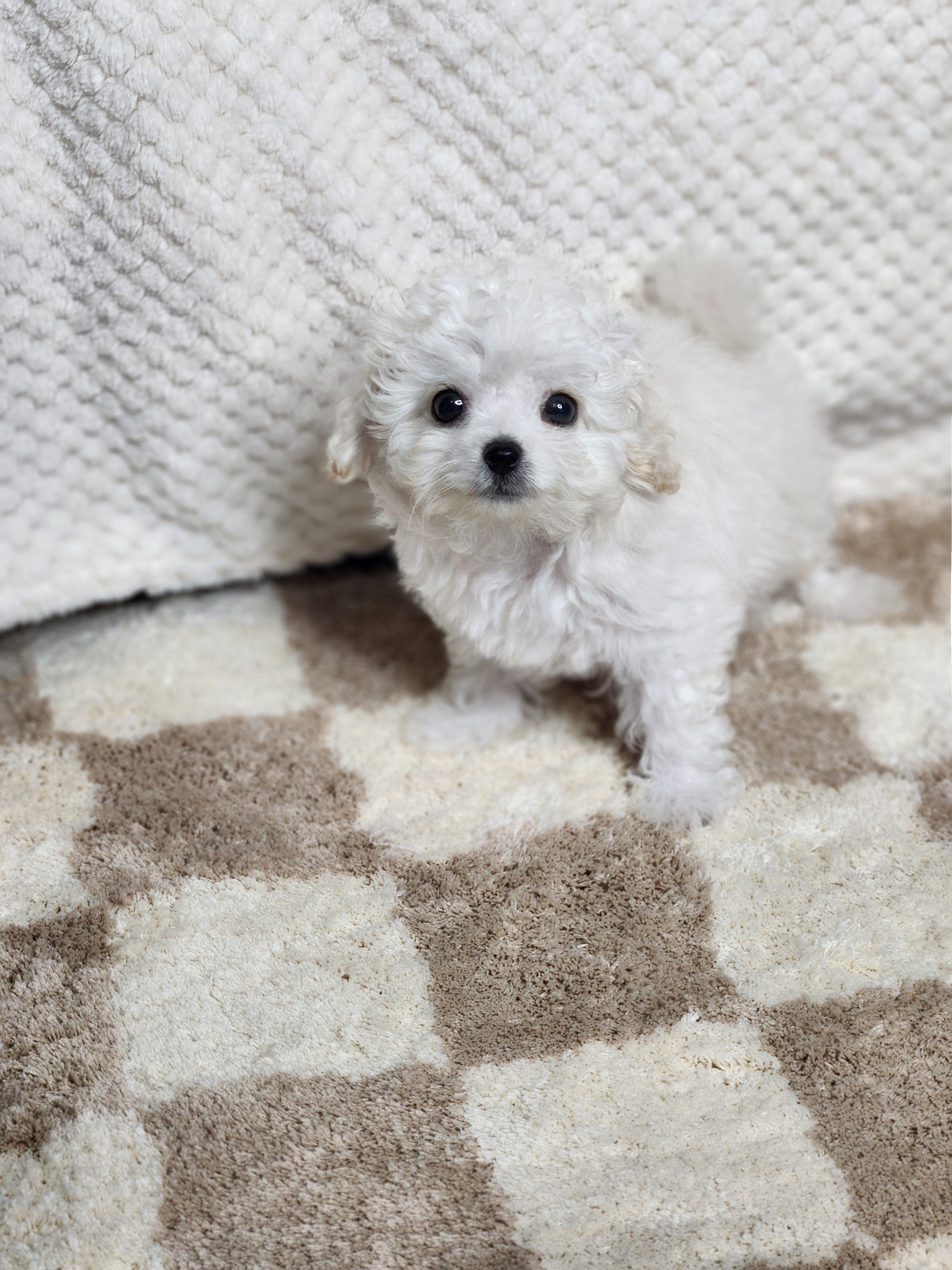 미니비숑 분양합니다