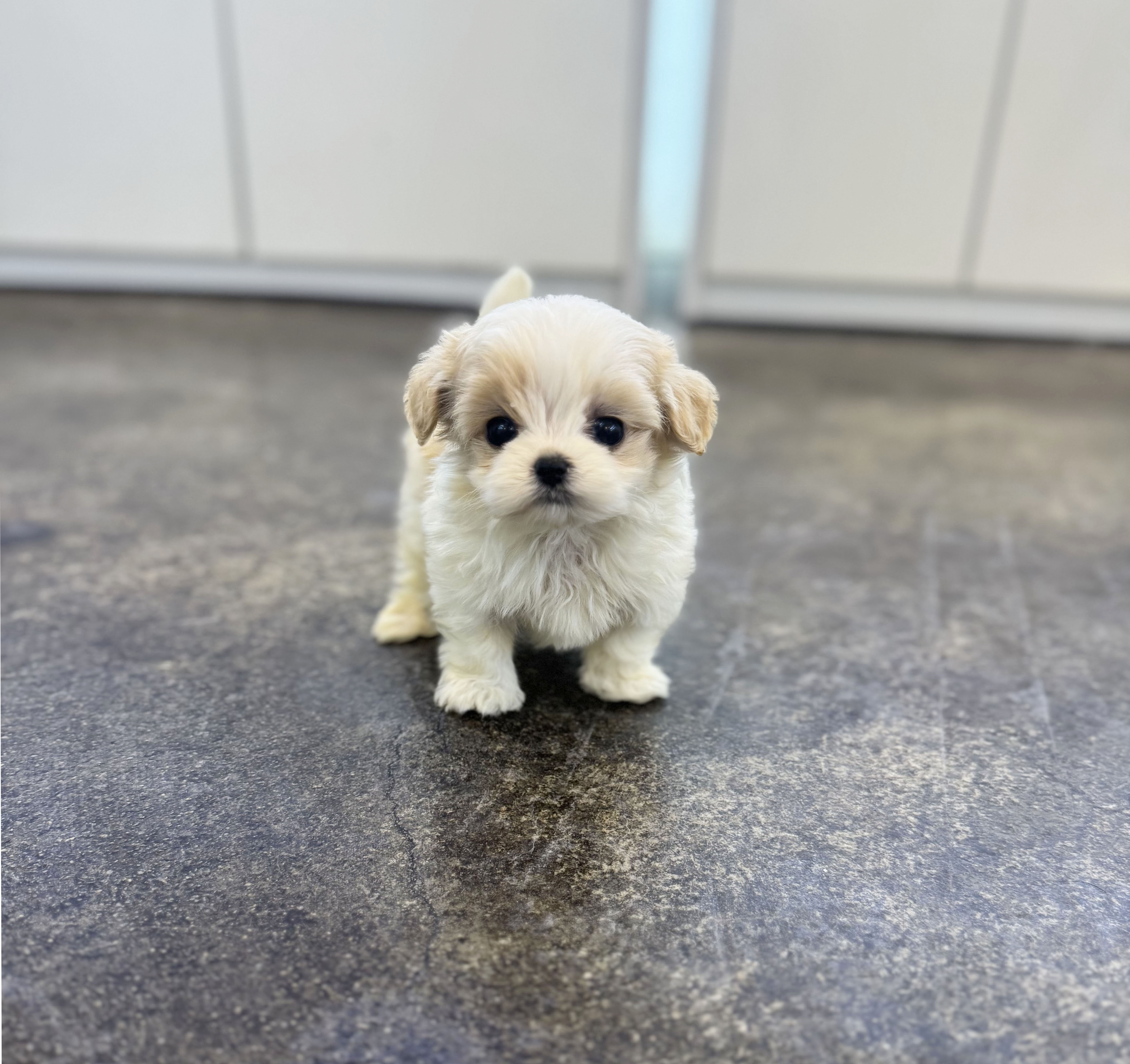 말티푸 분양합니다