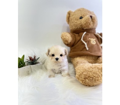 말티푸 분양합니다