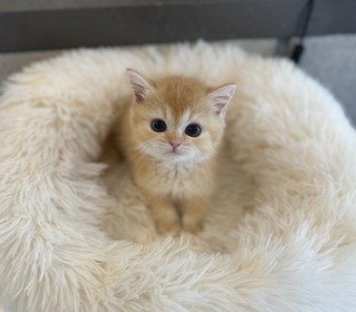 브리티쉬숏헤어 분양합니다