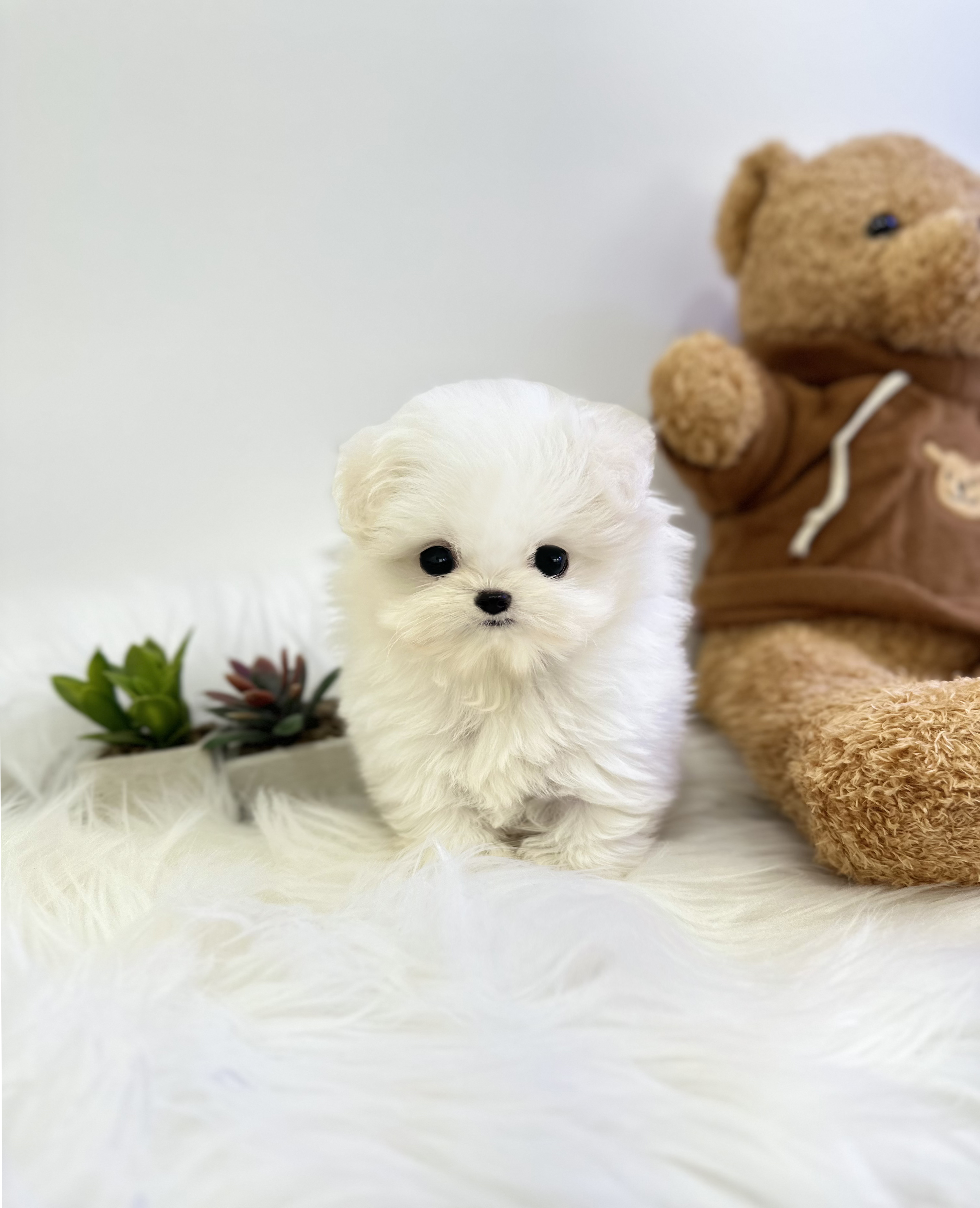 말티폼 분양합니다