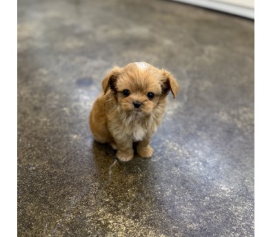 말티푸 분양합니다