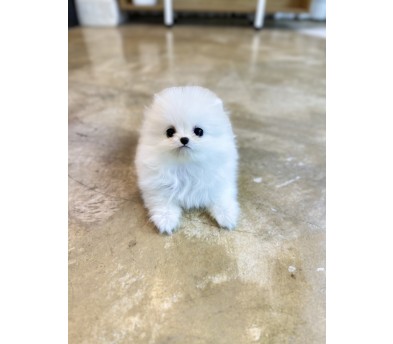 포메라니안 분양합니다