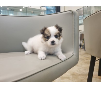 빠삐용분양합니다