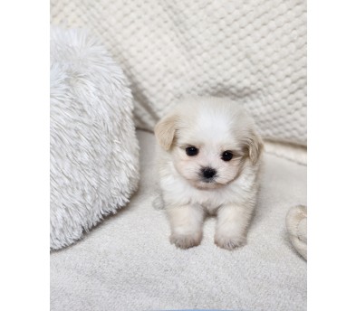 말티푸 분양합니다