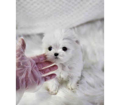 말티즈 분양합니다