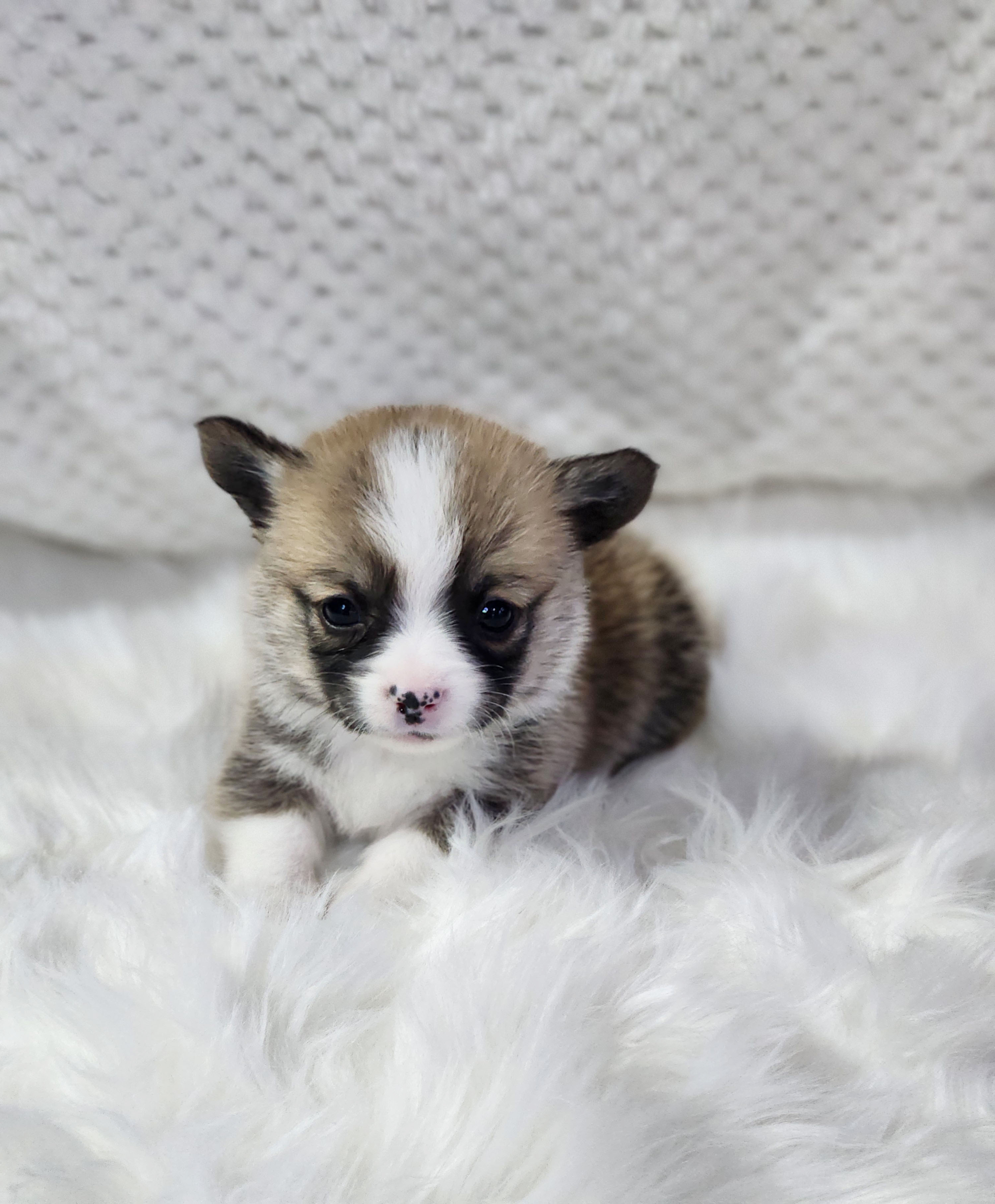 웰시코기 분양합니다!