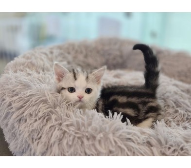 먼치킨 분양합니다!