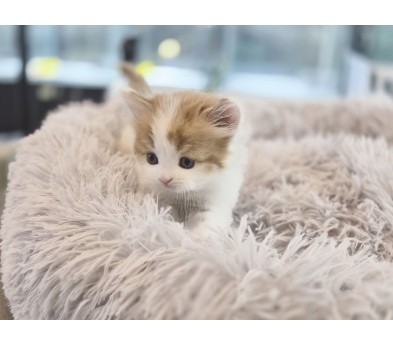 노르웨이숲 분양합니다