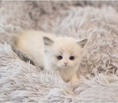 렉돌 분양합니다!