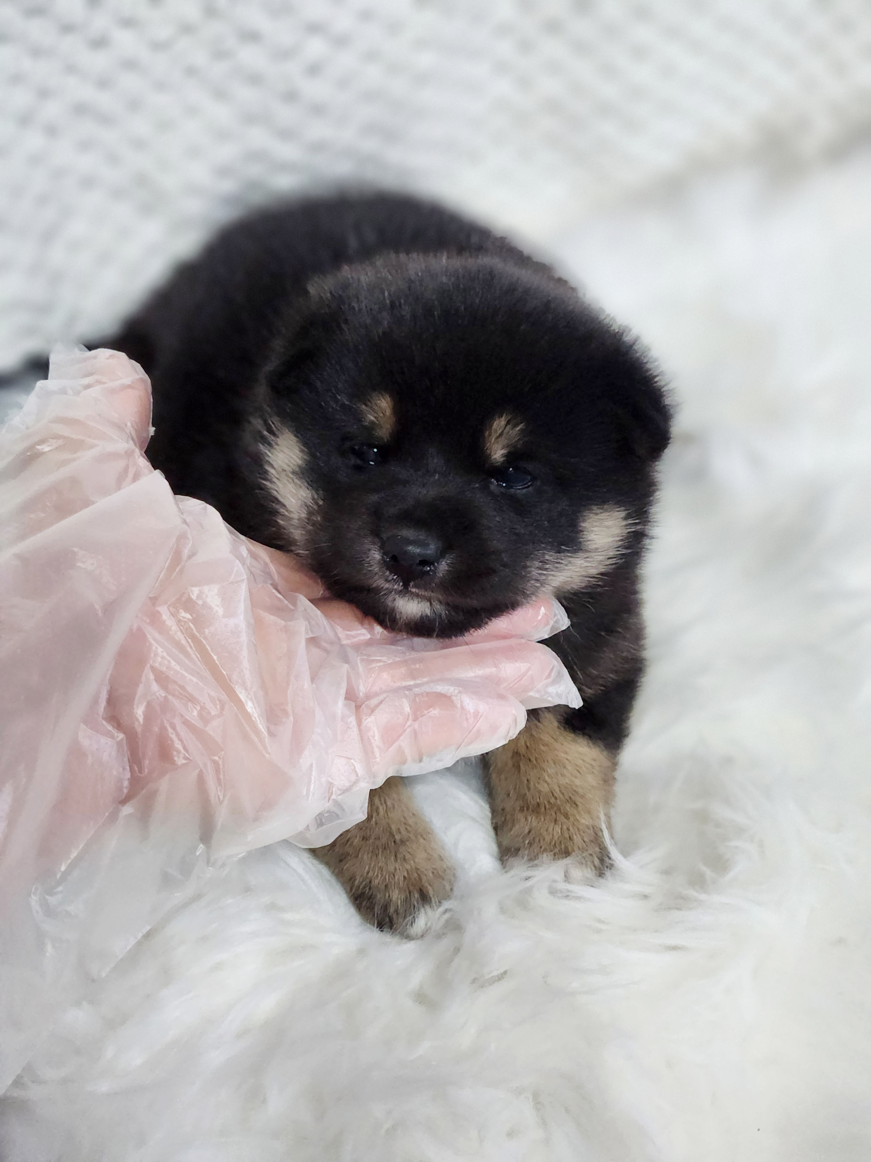 시바견 분양합니다