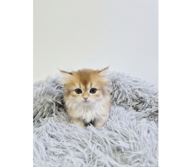 먼치킨 분양합니다!