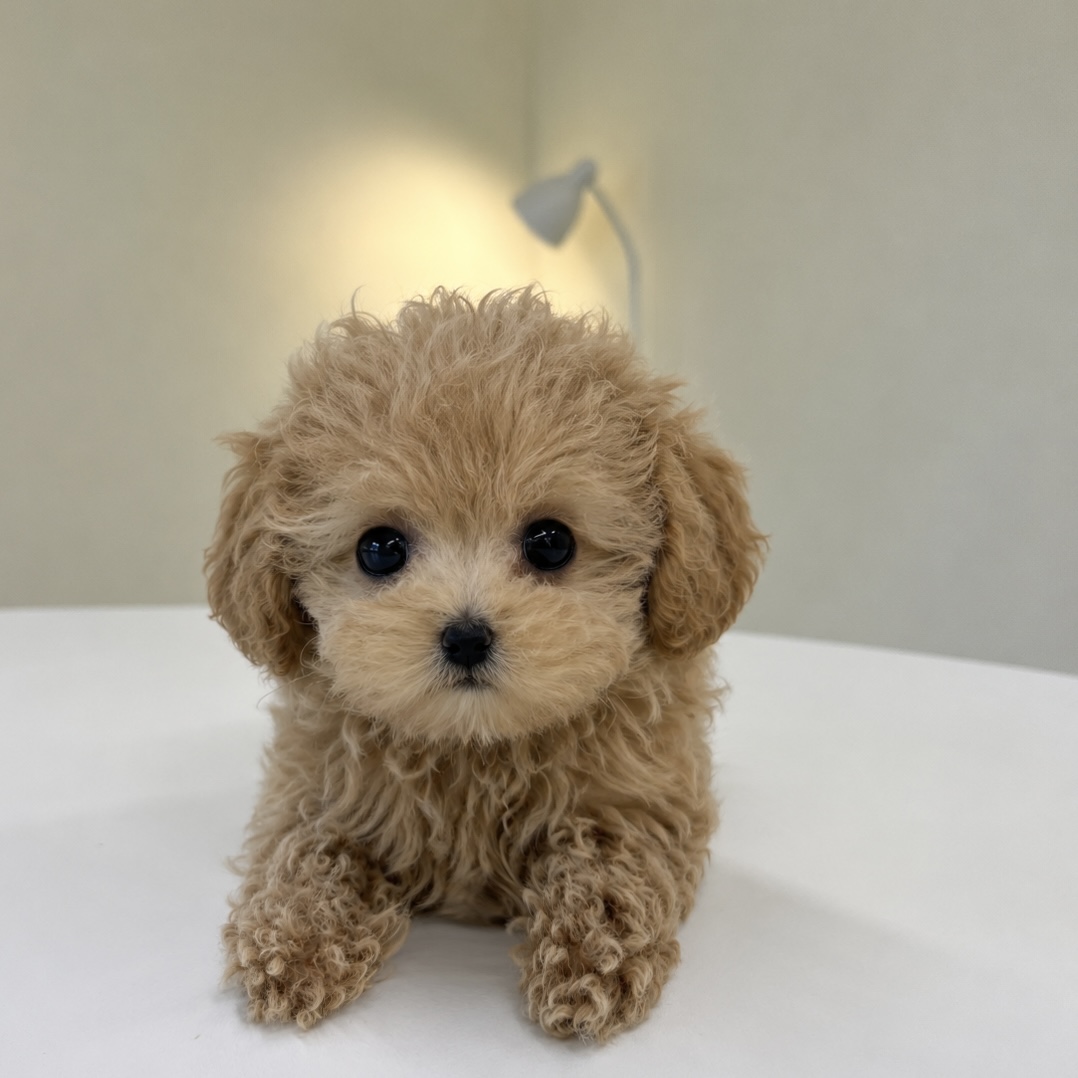 푸들(몽이)(분양중)